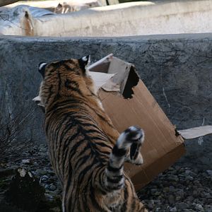 Sungari the Amur Tiger