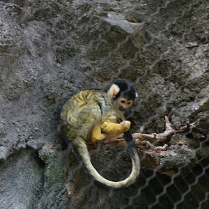Black Capped Squirrel Monkey (3/9/2025)