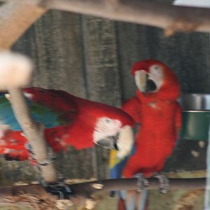 Green Winged and Scarlet Macaws(3/9/2025)