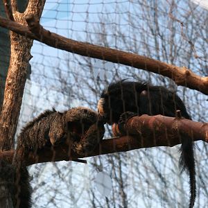 White Faced Saki (3/9/2025)