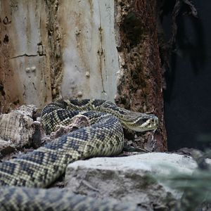 Eastern Diamond Back Rattlesnake