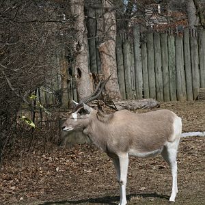Addax(3/9/2025)
