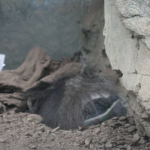 Giant Anteater(3/9/2025)