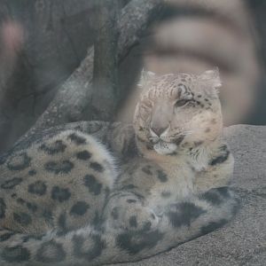 Snow Leopard(3/9/2025)