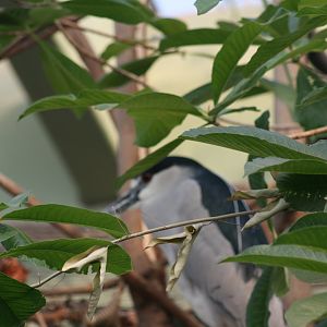 Black Crowned Night Heron