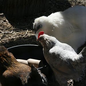 Domestic Chickens