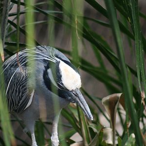 Yellow Crowned Night Heron