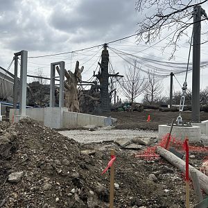 Monkey Construction - Tropical Forests