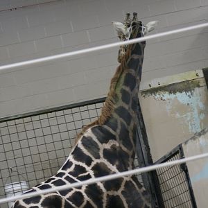 Rothschilds Giraffe(3/9/2025)