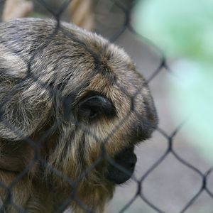 Black Howler Monkey(3/9/2025)