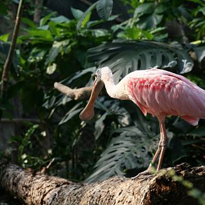 Roseate Spoonbill