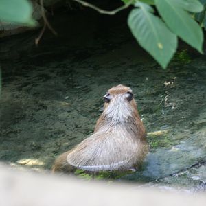 Capybara(3/9/2025)