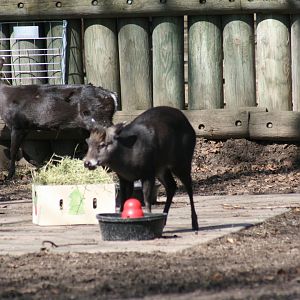Tufted Deer(3/9/2025)