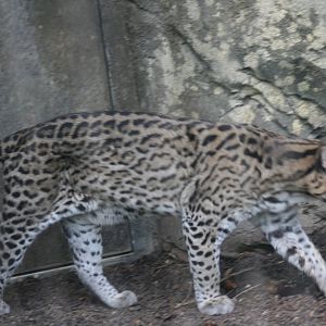 Ocelot(3/9/2025)