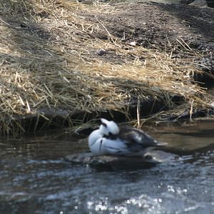 Smew(3/9/2025)