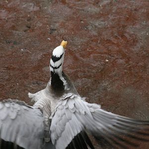 Bar Headed Goose (20/2/2025)