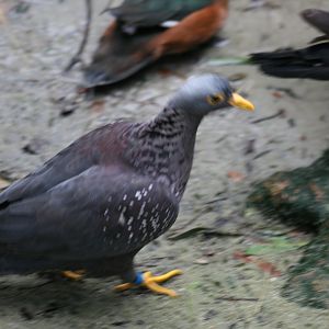 African Olive Pigeon, African Pygmy Goose