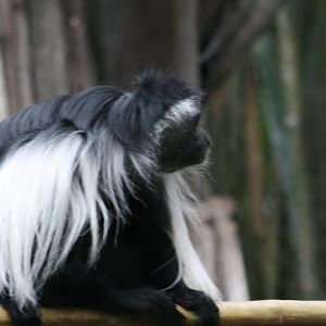 Angolan Colobus Monkey (20/2/25)