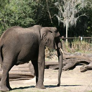 African Elephant (20/2/25)