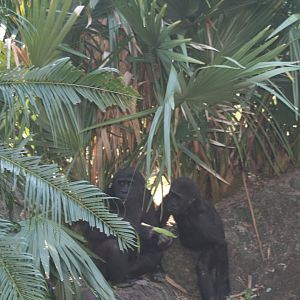Gorilla(20/2/25)