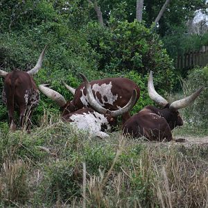 Ankole Cattle(20/2/25)