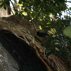 Black Crake(20/2/25)