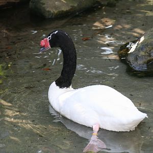 Black Necked Swan