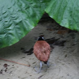 African Jacana (20/2/25)