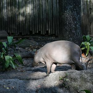 Babirusa (20/2/25)