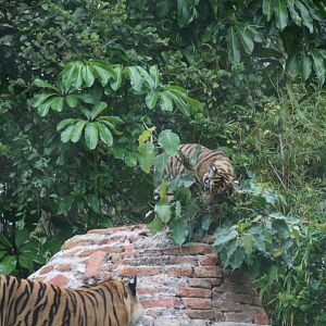 Sumatran Tiger and Cub