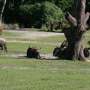 Blue Wildebeest (20/2/25)