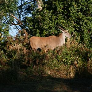 Common Eland(20/2/25)