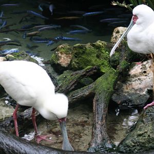 African Spoonbill(20/2/25)