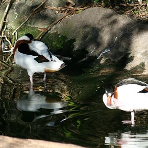 Common Shelduck(20/2/25)