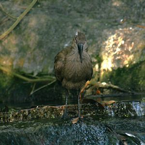 Hamerkop(20/2/25)