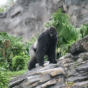 Silverback Gorilla (20/2/25)