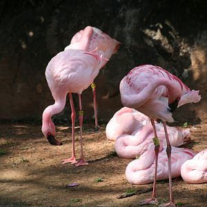 Lesser Flamingo(20/2/25)