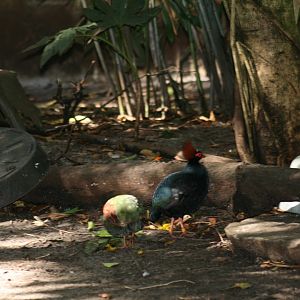 Crested Wood Partridge(20/2/25)