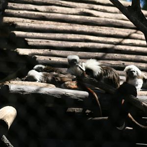 Cotton Toped Tamarin