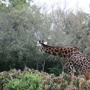Masai Giraffe