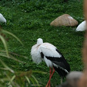 White Stork(20/2/25)