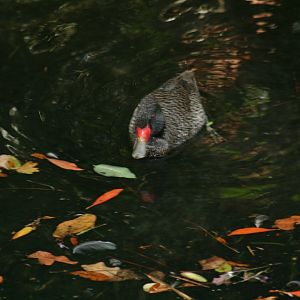 Freckled Duck(20/2/25)