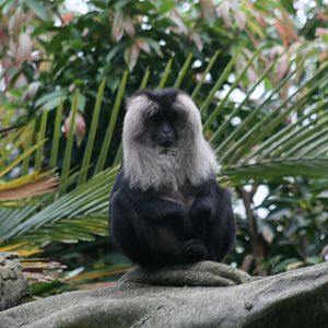 Lion Tailed Macaque