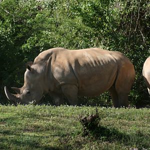 Southern White Rhino