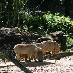 Common Warthog