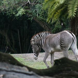 Grevey's Zebra(20/2/25)