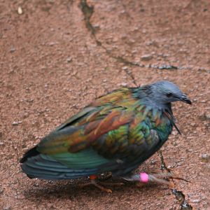 Nicobar Pigeon(20/2/25)