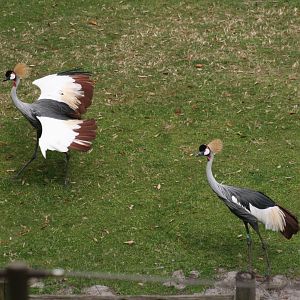 Grey Crowned Crane