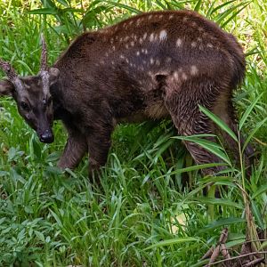 The Canopy- Philippine spotted deer