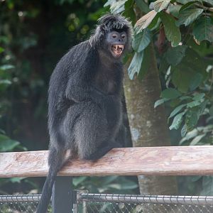The Canopy- Javan langurs